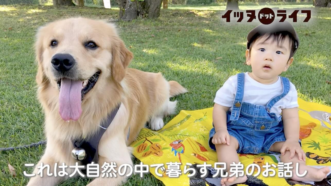 ゴールデン,動画,イッヌドットライフ