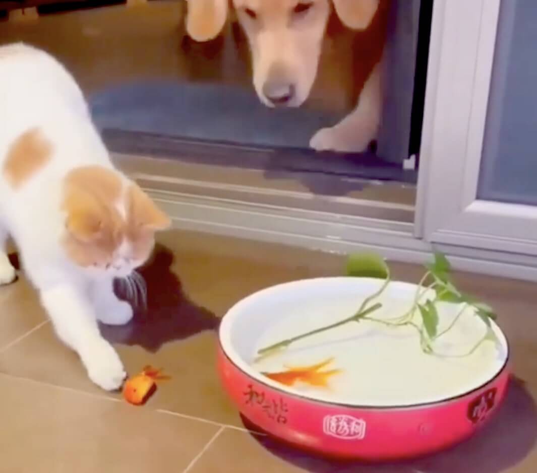 ゴールデンレトリーバー,動画