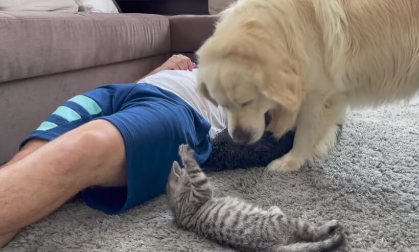 ゴールデンレトリーバー,動画