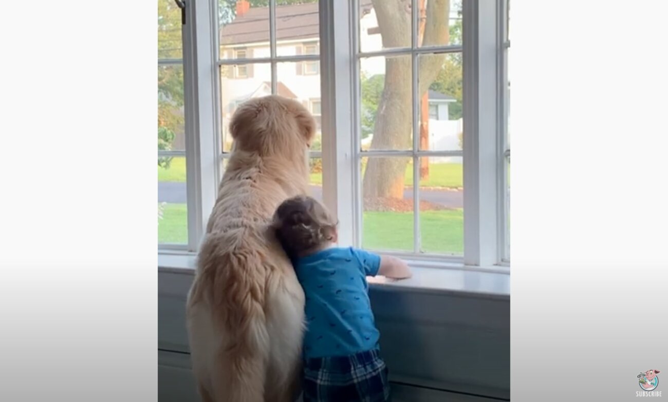 ゴールデンレトリーバー,動画