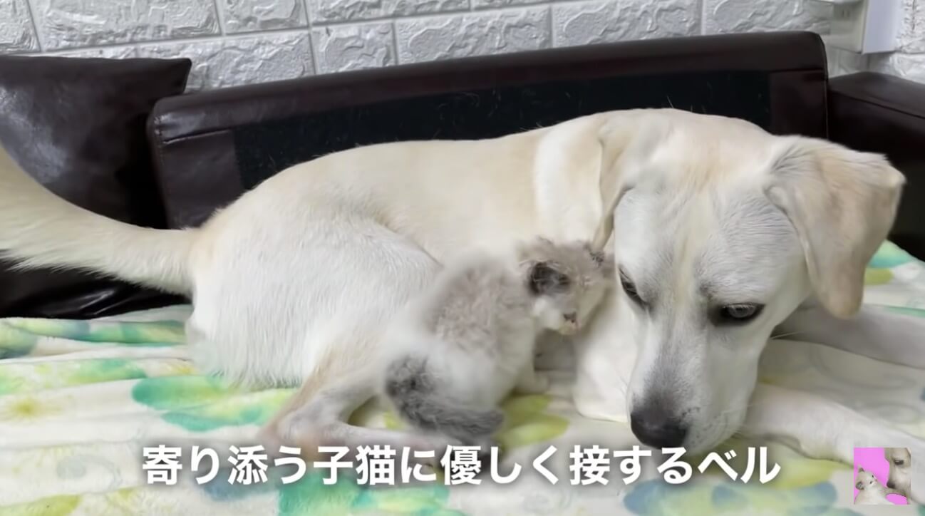 ラブラドールレトリーバー,動画