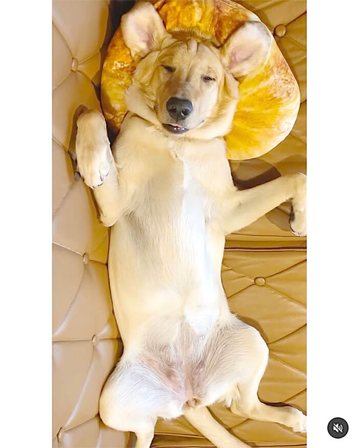 ラブラドールレトリーバー,動画