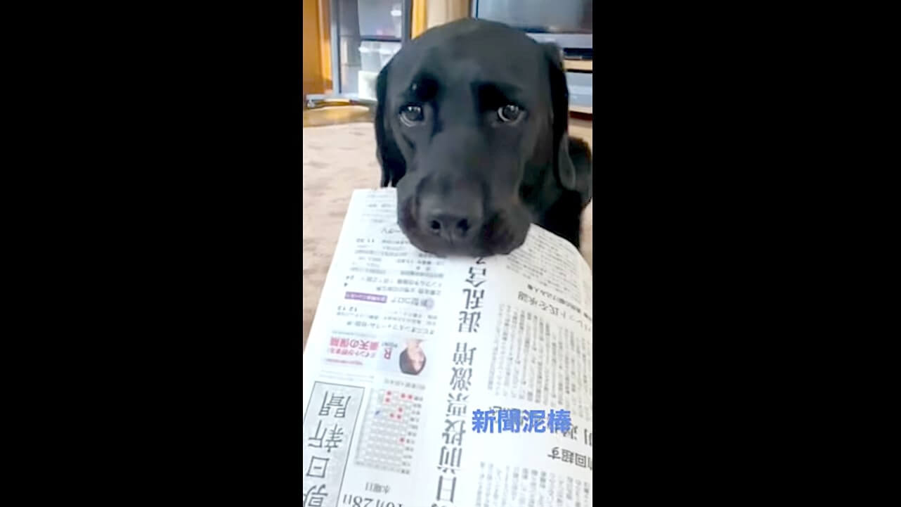 ラブラドールレトリーバー,動画