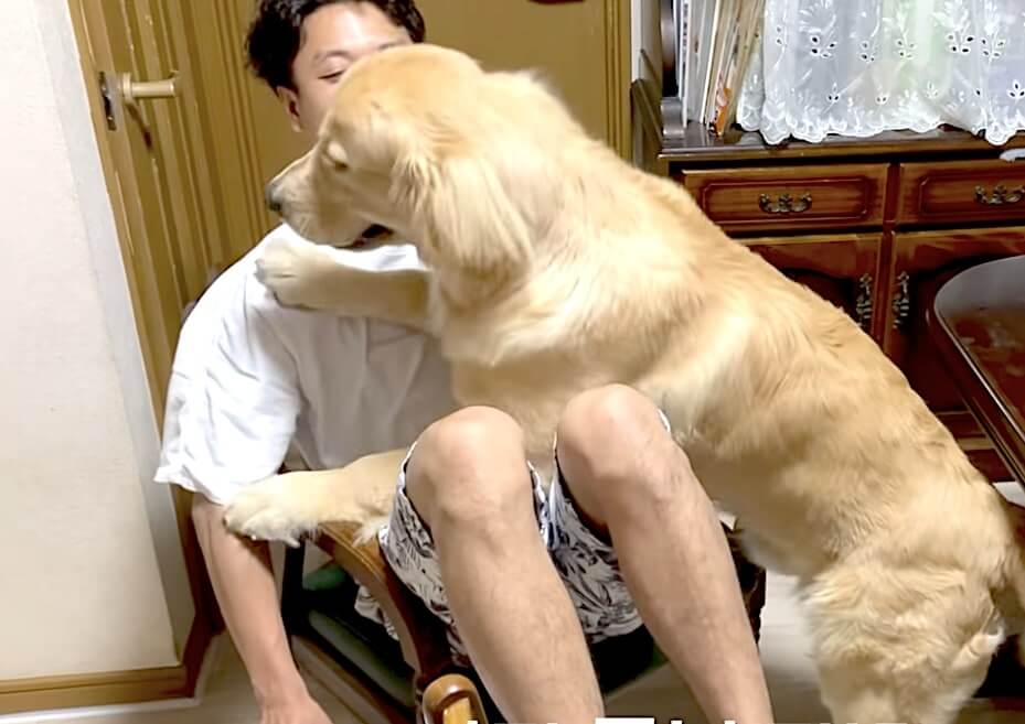 ゴールデンレトリーバー,動画