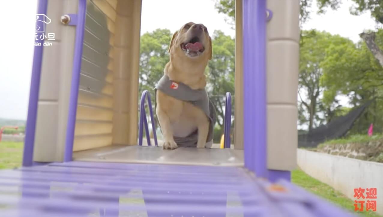 ラブラドールレトリーバー,動画