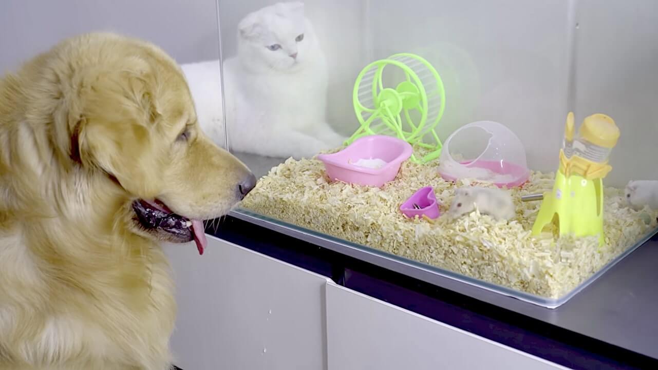 ゴールデンレトリーバー,動画