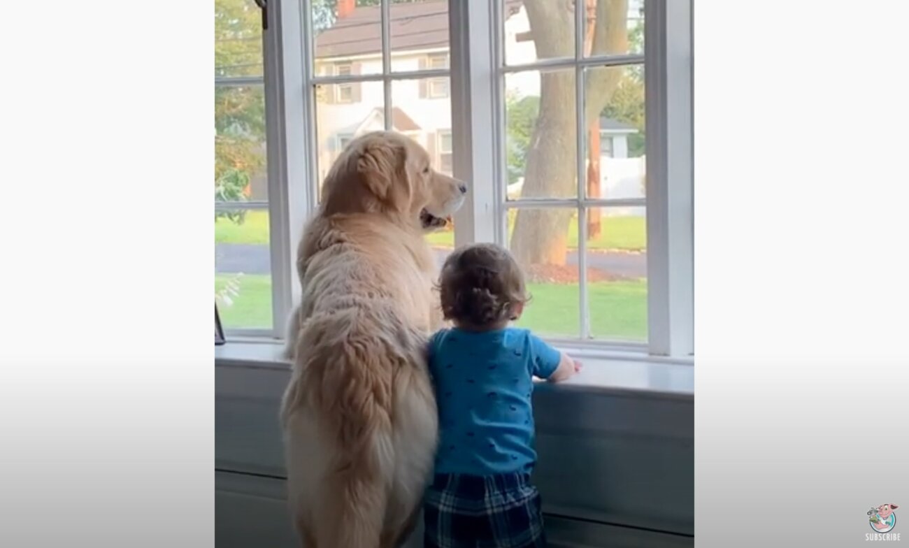 ゴールデンレトリーバー,動画