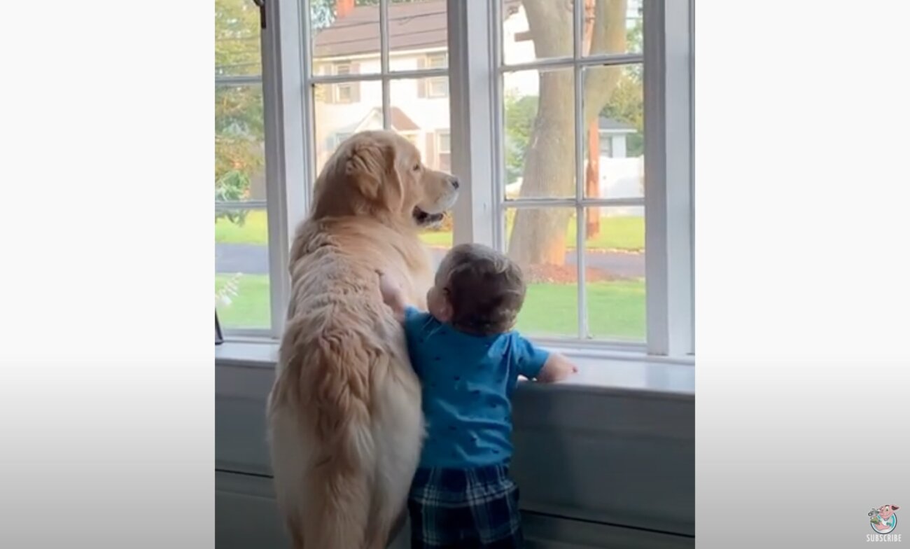 ゴールデンレトリーバー,動画