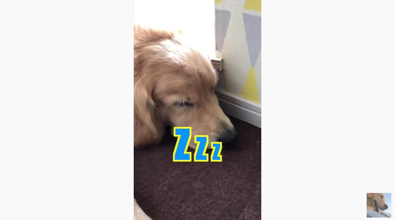 ゴールデンレトリーバー,動画