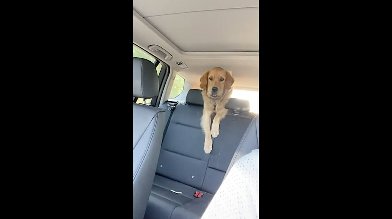 ゴールデンレトリーバー,動画