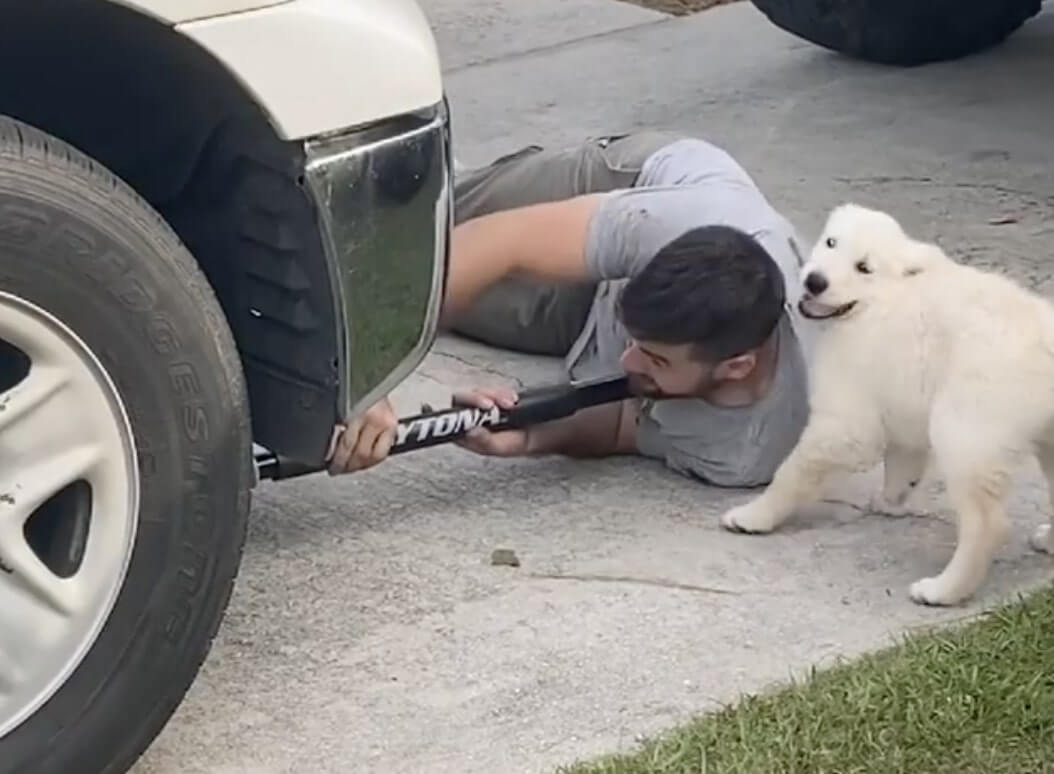 ゴールデンレトリーバー,動画