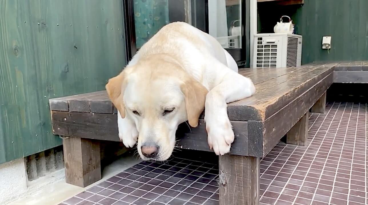 ラブラドールレトリーバー,動画