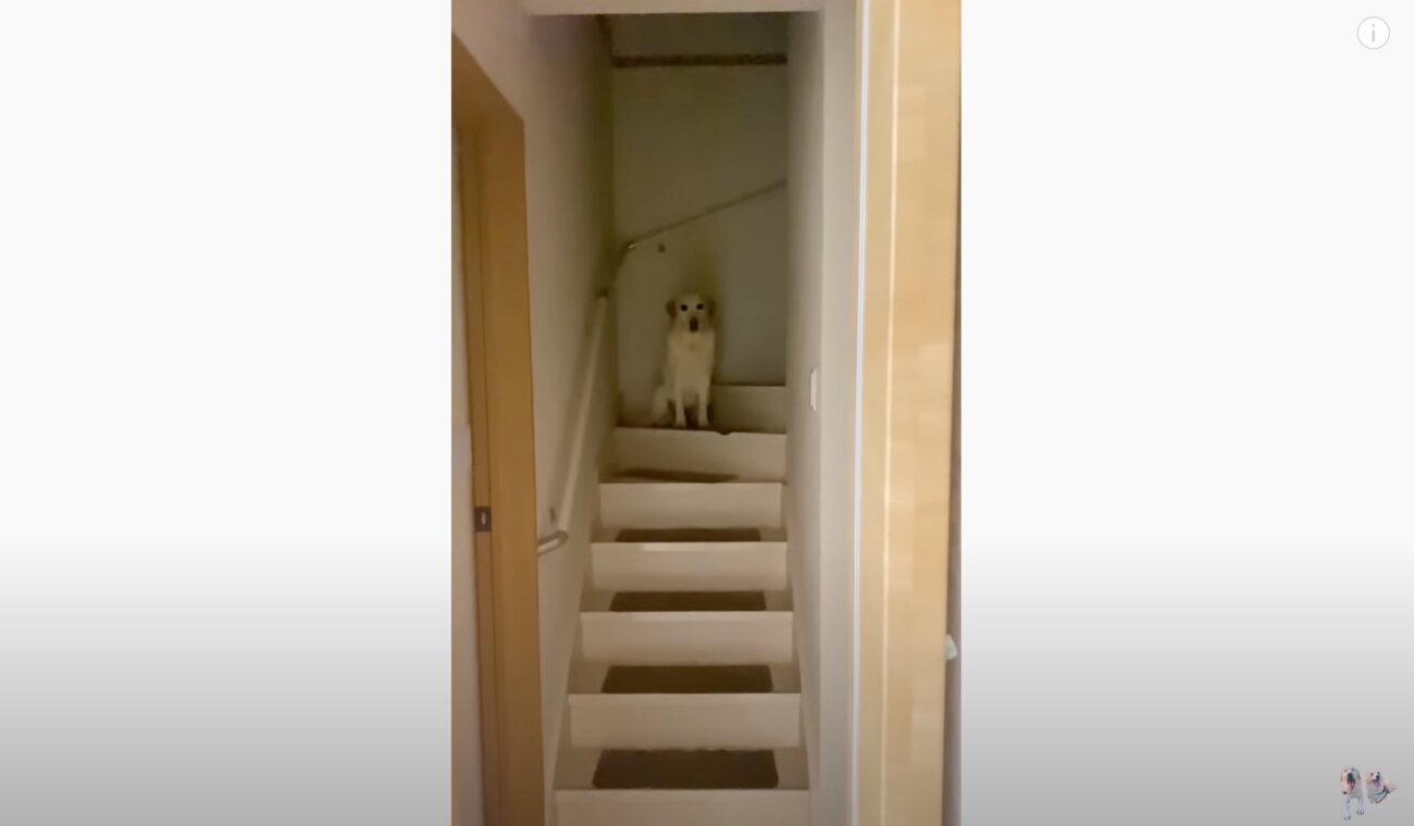 ラブラドールレトリーバー,動画