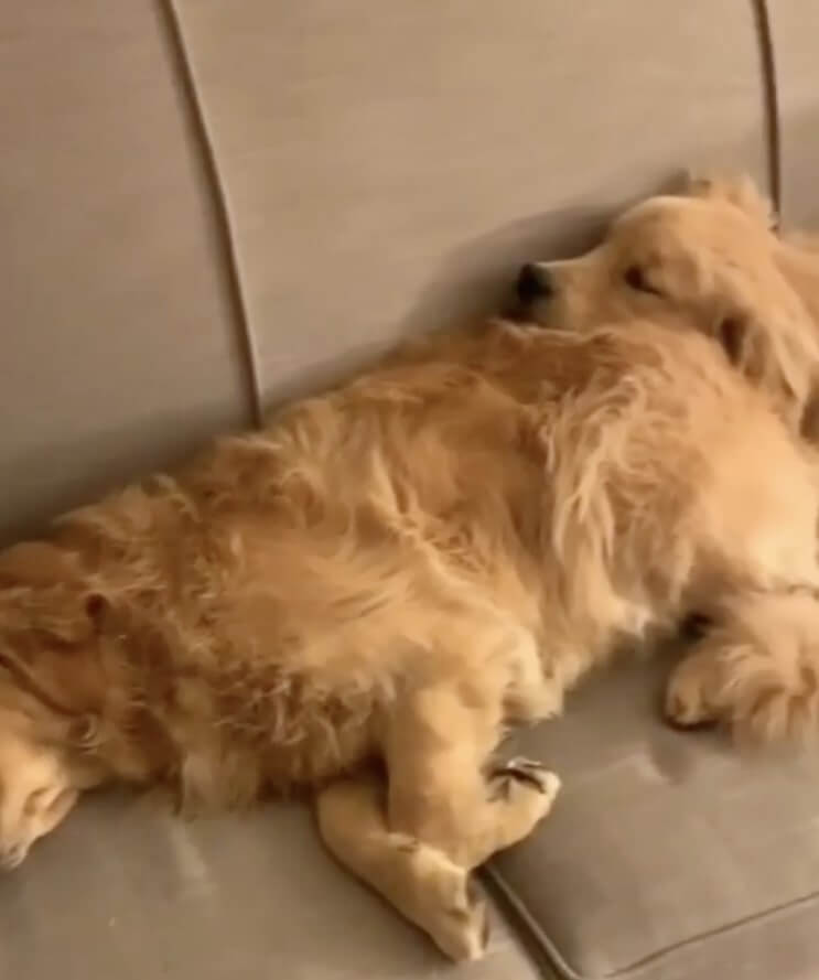 ゴールデンレトリーバー,動画