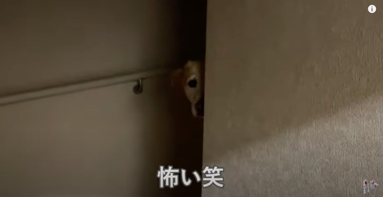 ラブラドールレトリーバー,動画