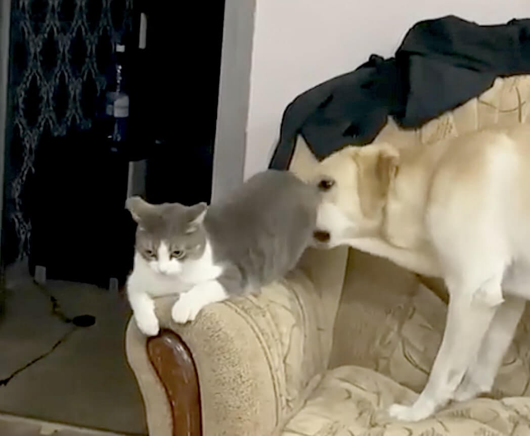 ラブラドールレトリーバー,動画