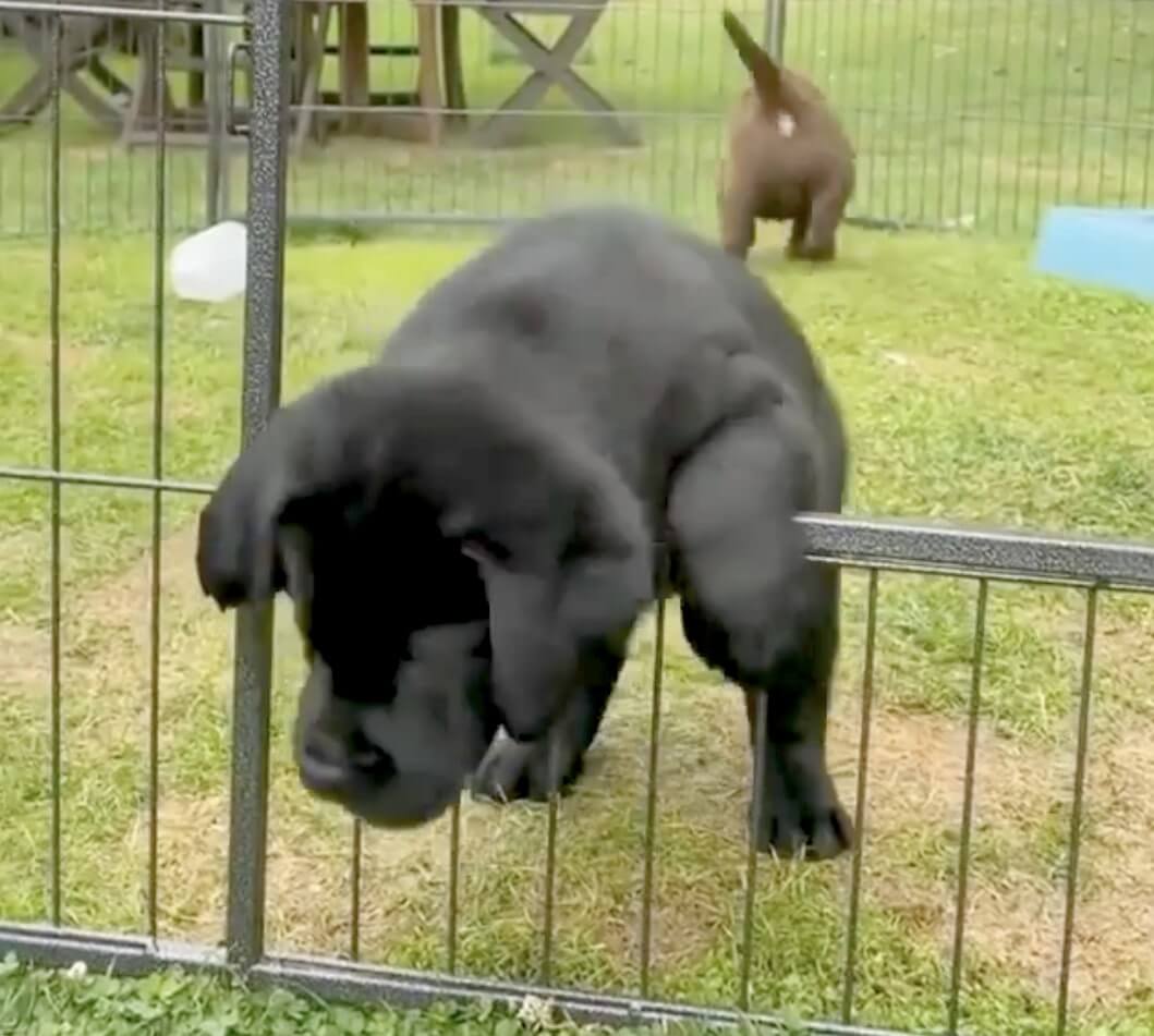 ラブラドールレトリーバー,動画