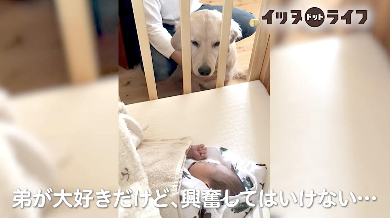 ゴールデン,動画,イッヌドットライフ