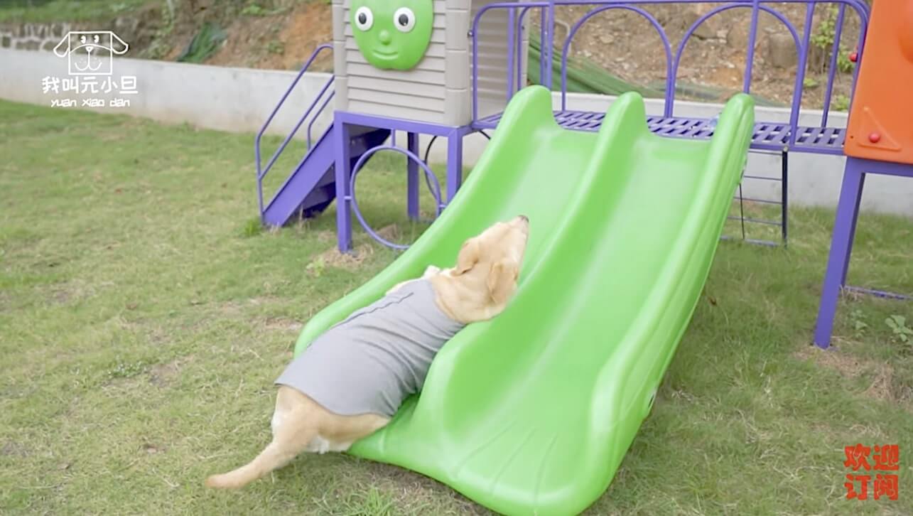 ラブラドールレトリーバー,動画