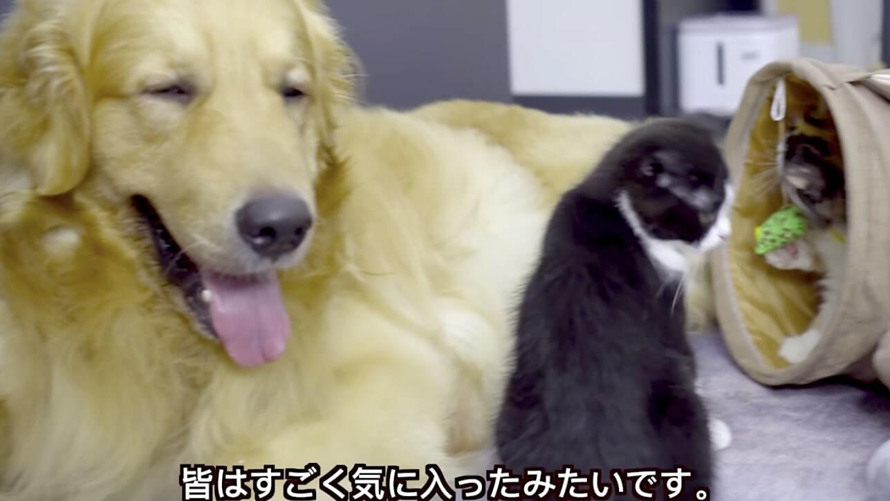 ゴールデンレトリーバー,動画