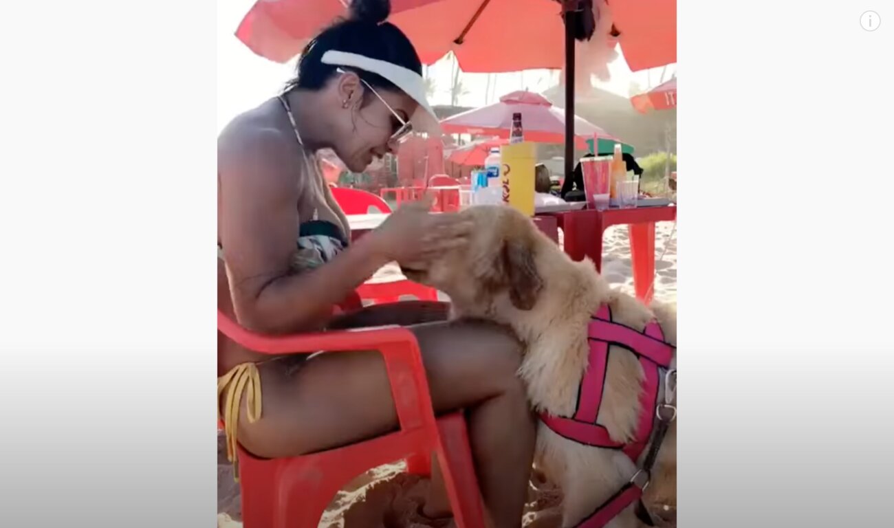 ゴールデンレトリーバー,動画