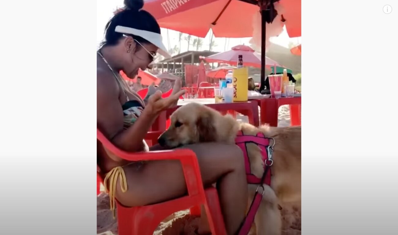 ゴールデンレトリーバー,動画