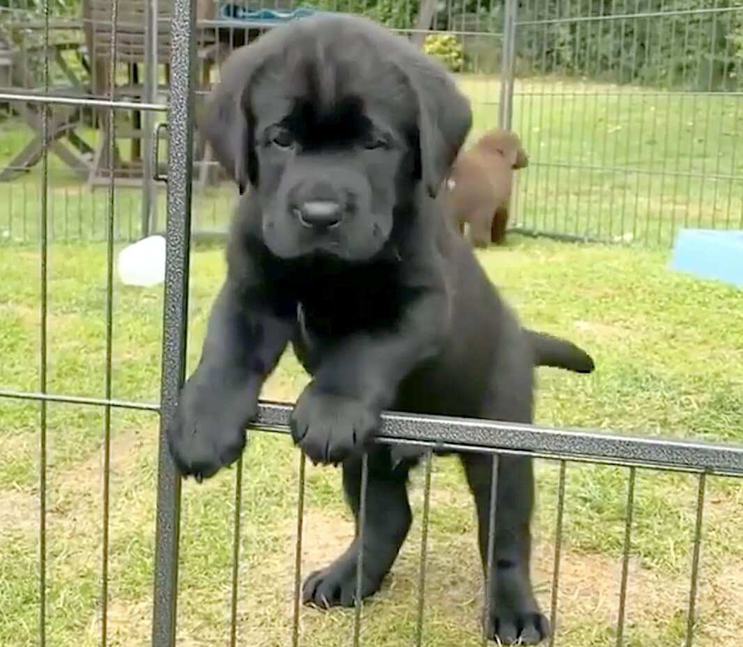 ラブラドールレトリーバー,動画