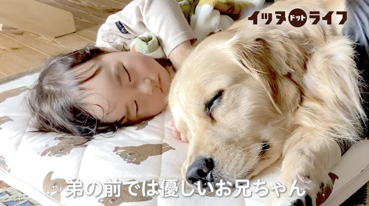 ゴールデン,動画,イッヌドットライフ