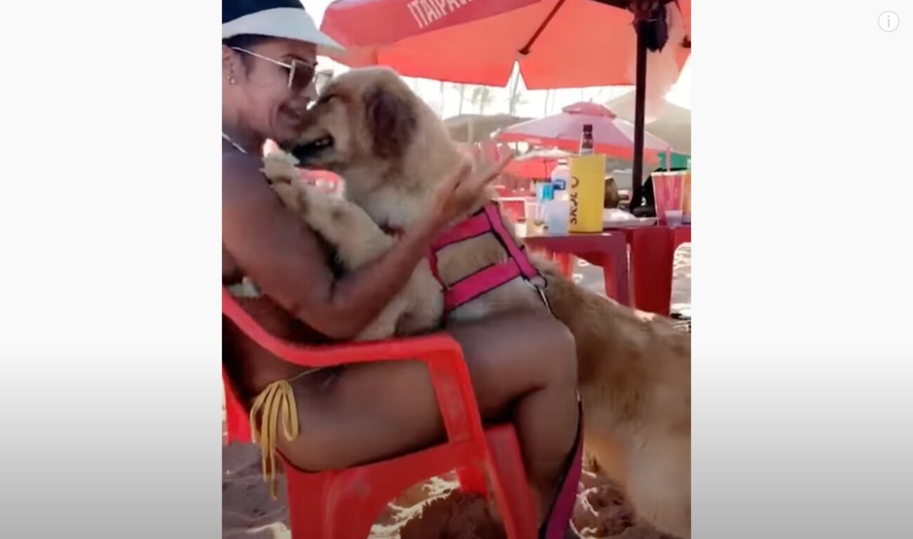 ゴールデンレトリーバー,動画