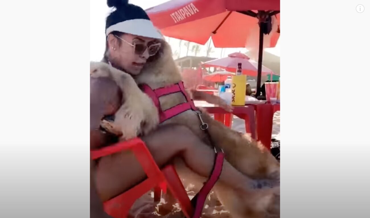 ゴールデンレトリーバー,動画