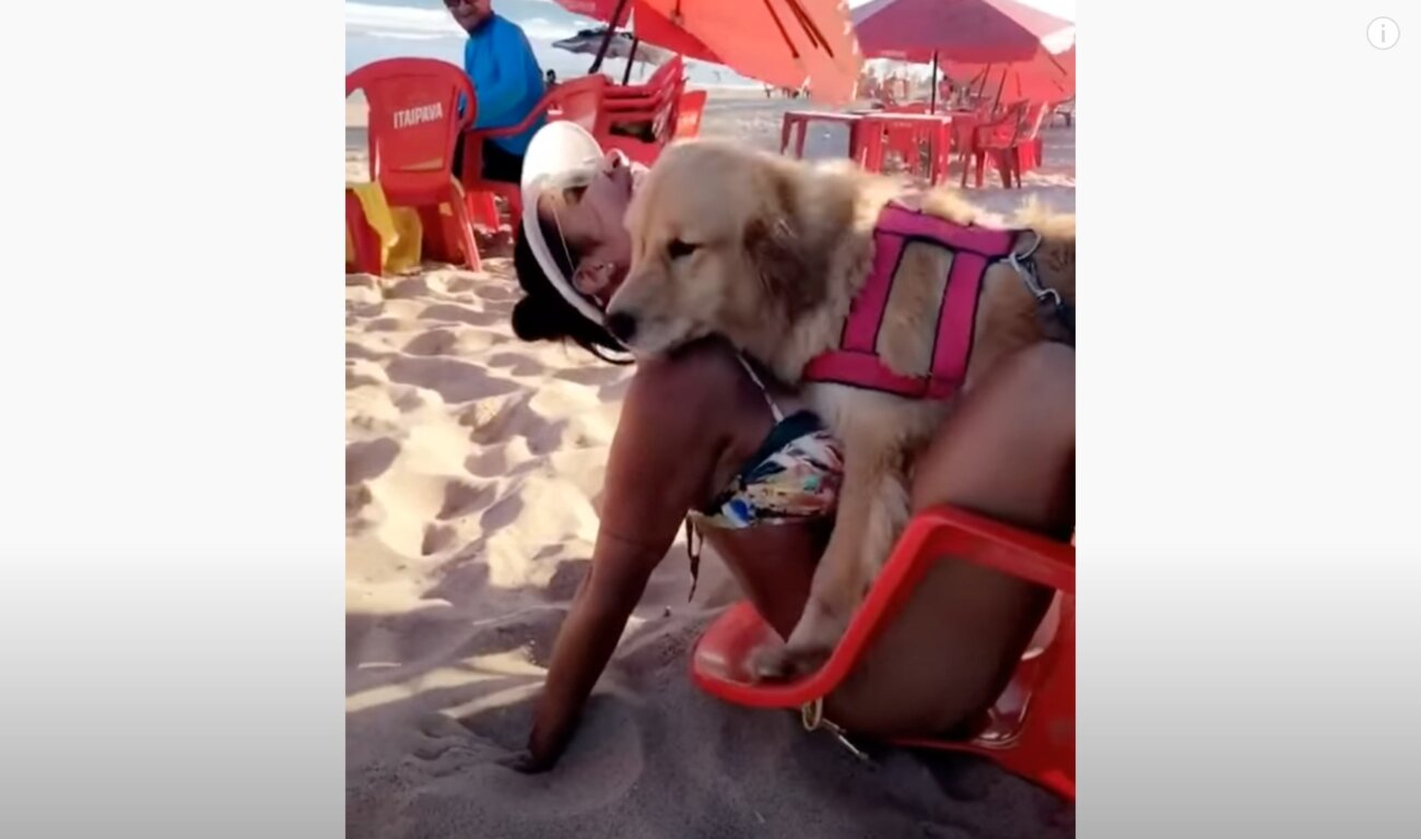 ゴールデンレトリーバー,動画