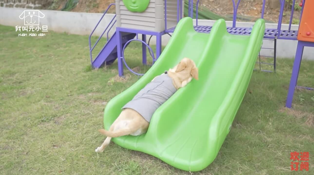 ラブラドールレトリーバー,動画