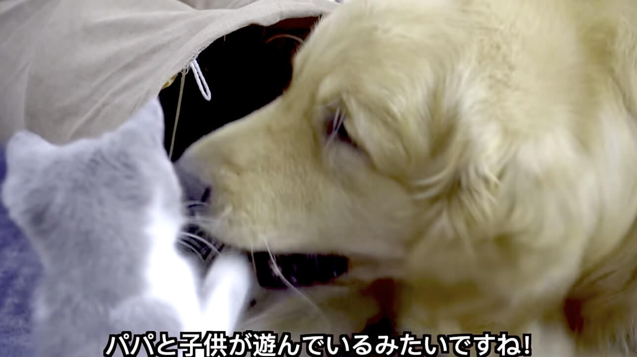 ゴールデンレトリーバー,動画