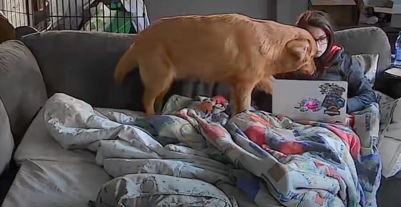 ゴールデンレトリーバー,動画