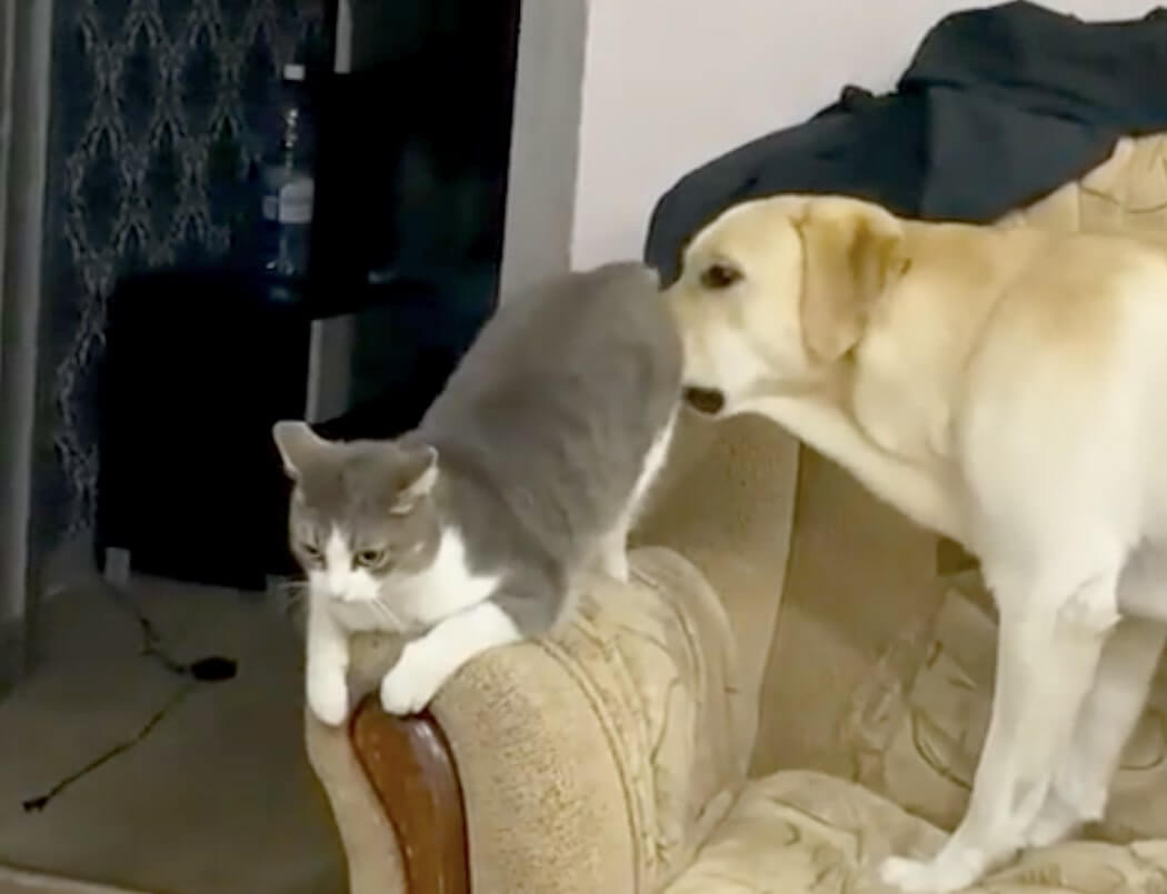 ラブラドールレトリーバー,動画