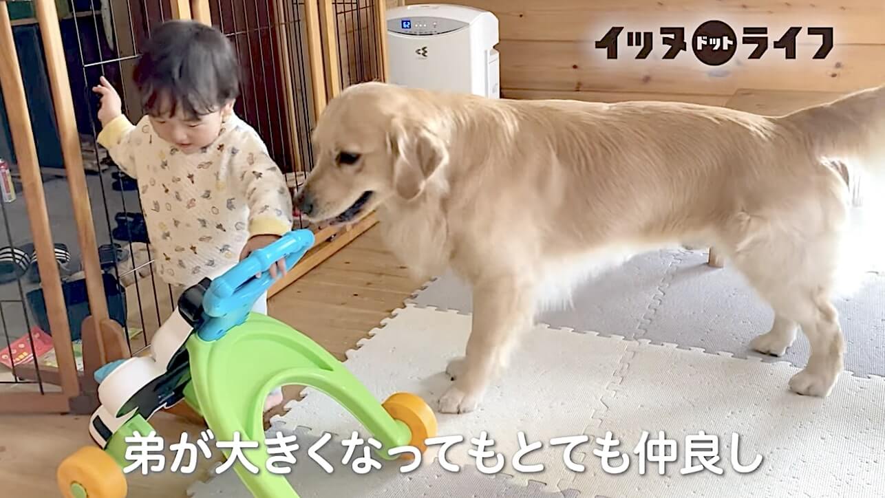 ゴールデン,動画,イッヌドットライフ