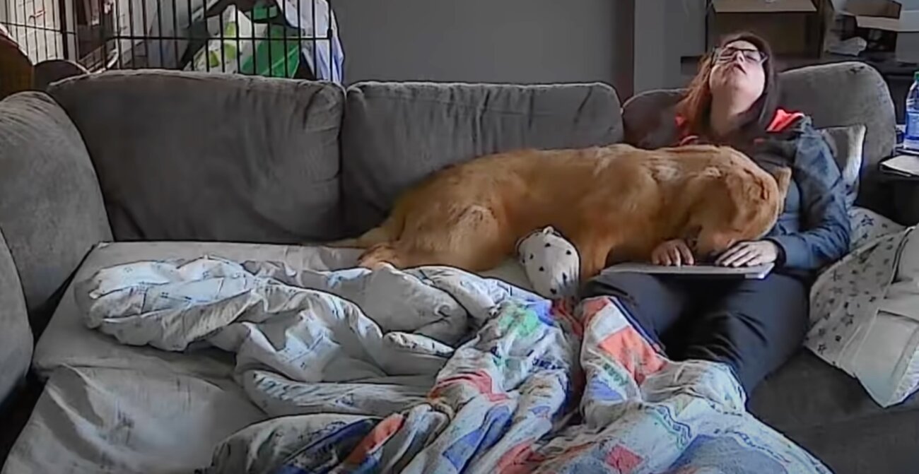 ゴールデンレトリーバー,動画