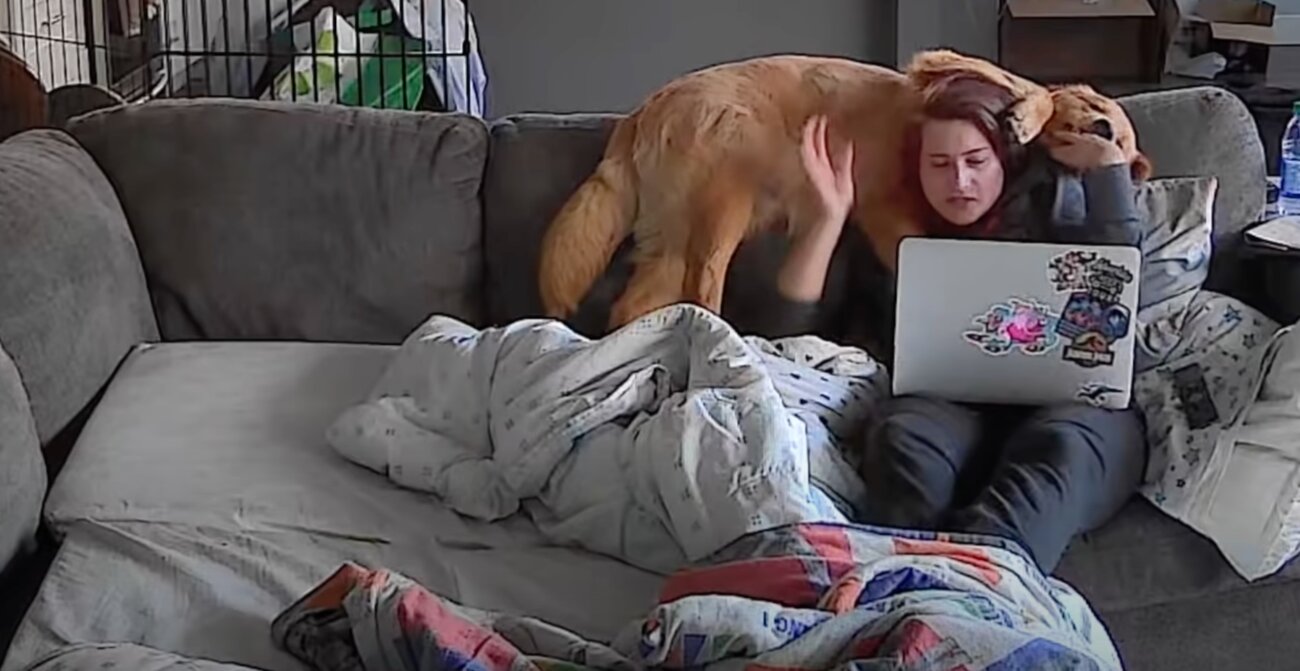 ゴールデンレトリーバー,動画