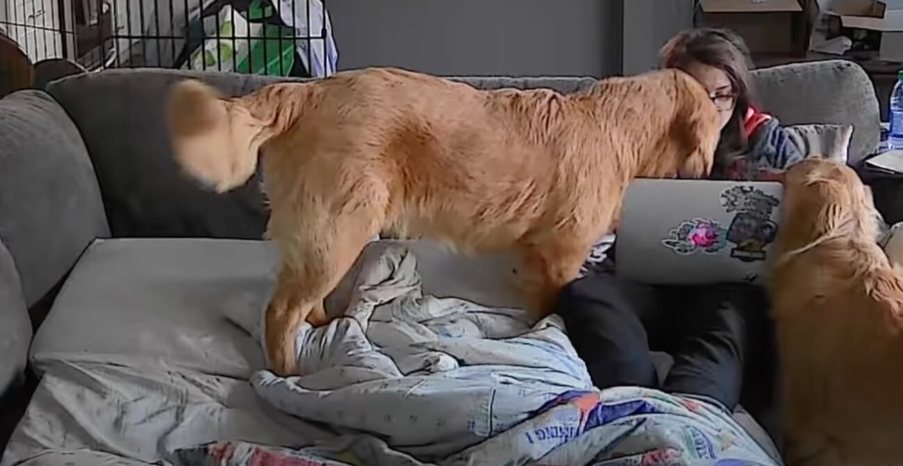 ゴールデンレトリーバー,動画