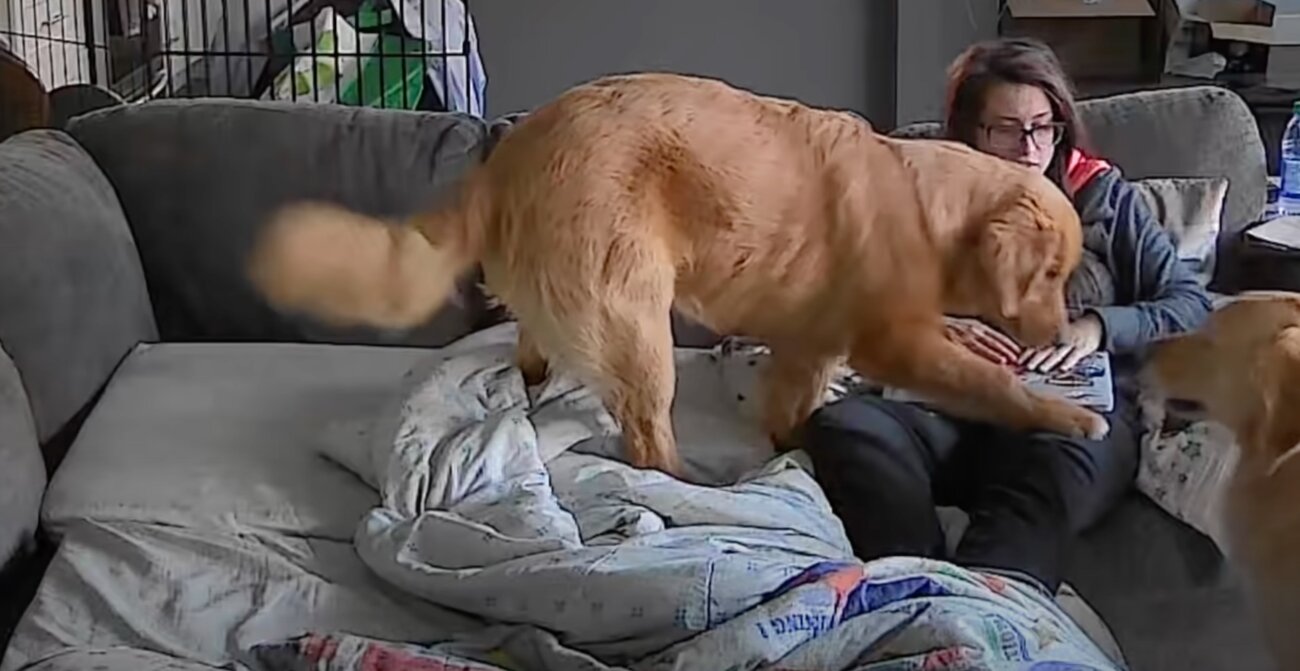 ゴールデンレトリーバー,動画