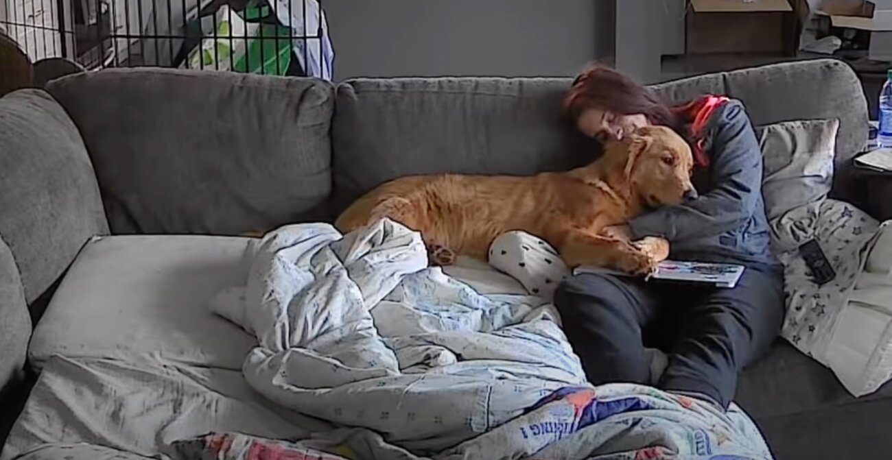 ゴールデンレトリーバー,動画