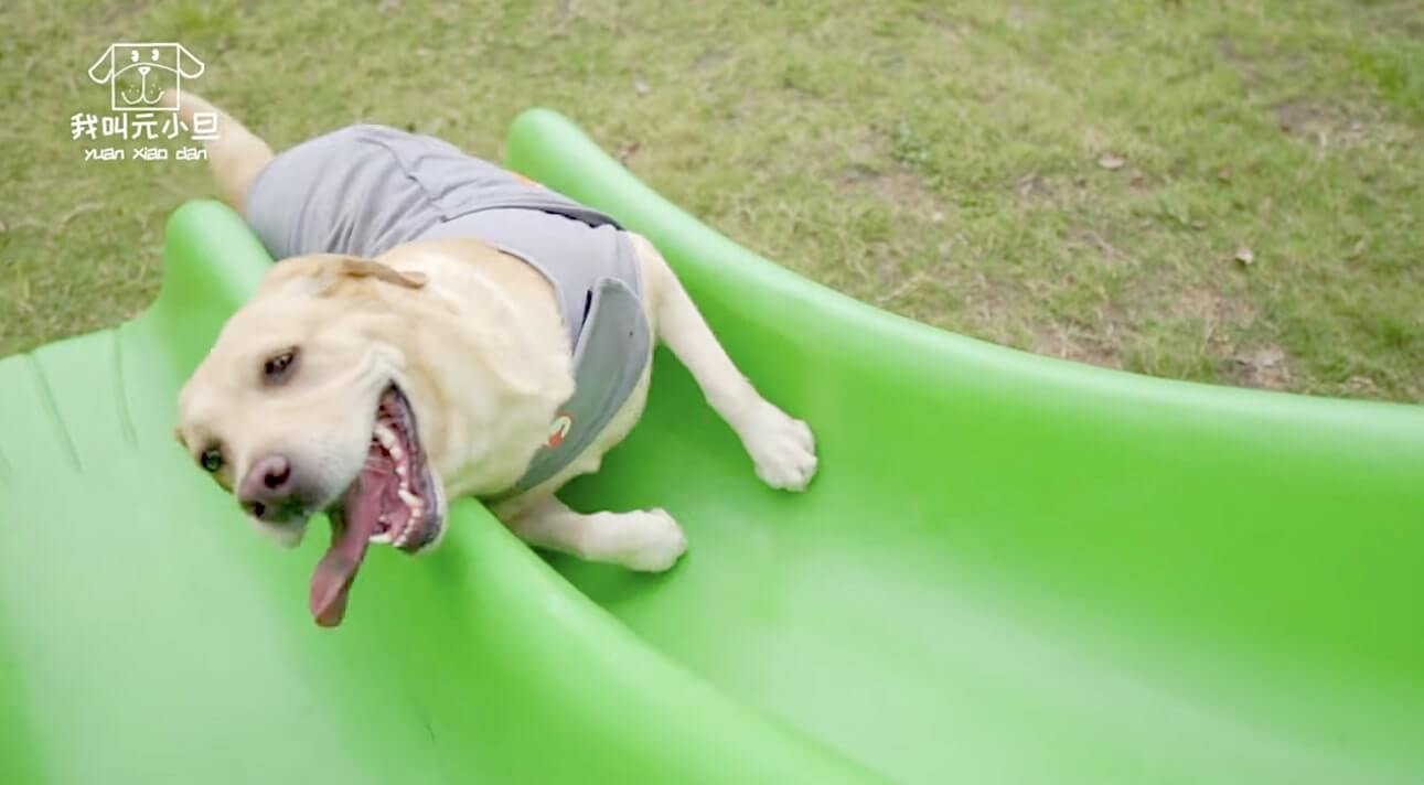 ラブラドールレトリーバー,動画