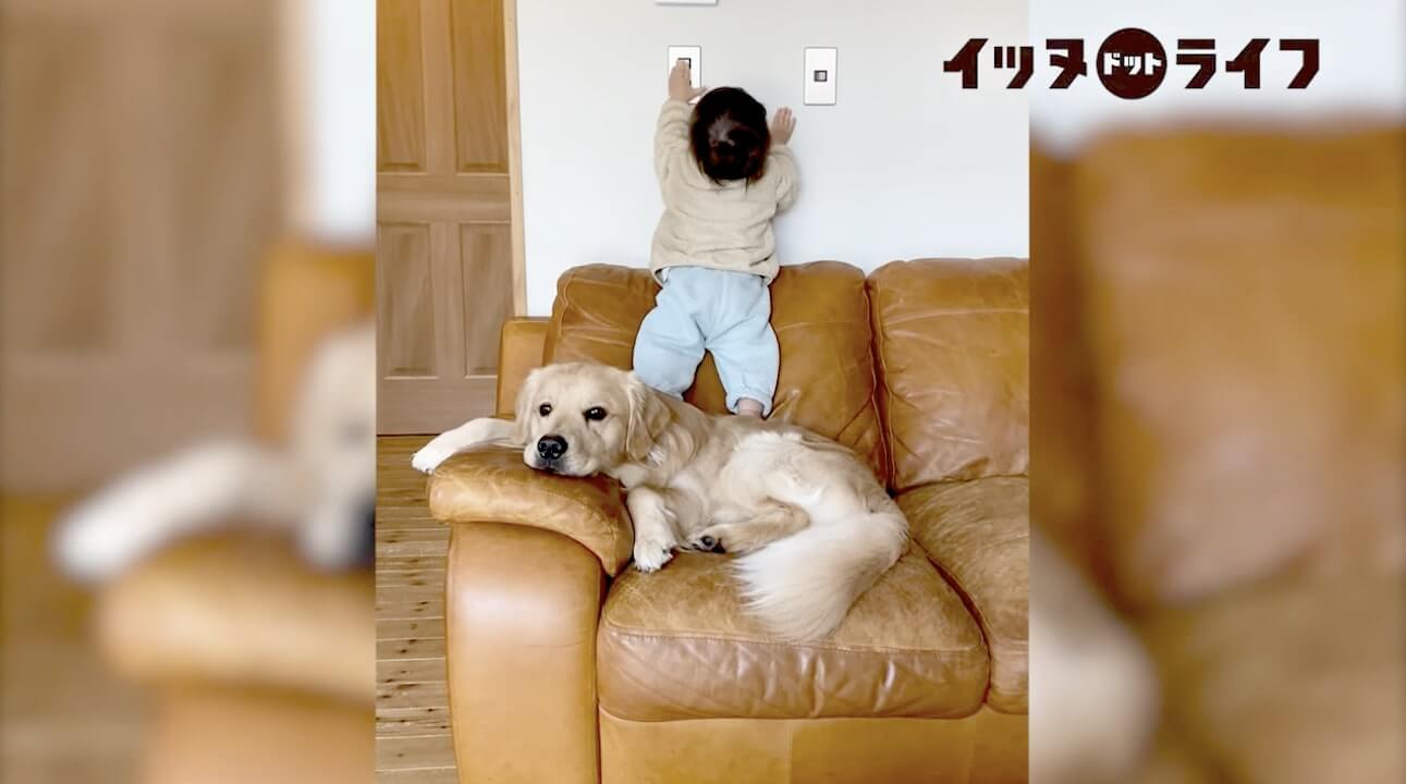 ゴールデン,動画,イッヌドットライフ