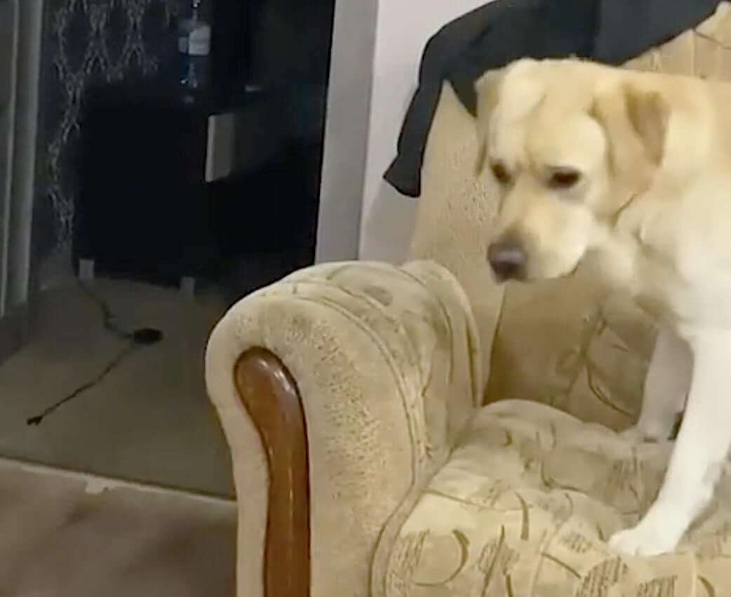 ラブラドールレトリーバー,動画