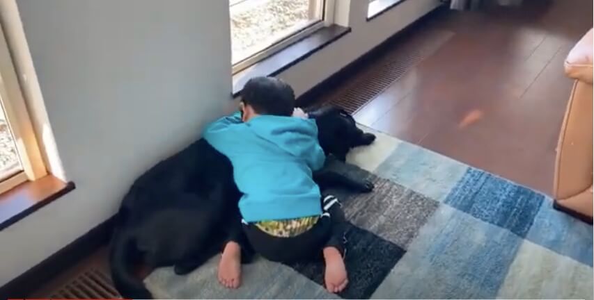 ラブラドールレトリーバー,動画