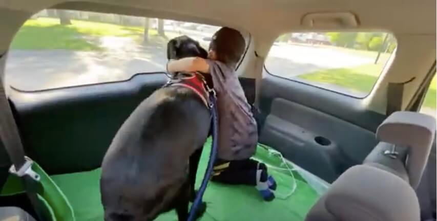 ラブラドールレトリーバー,動画