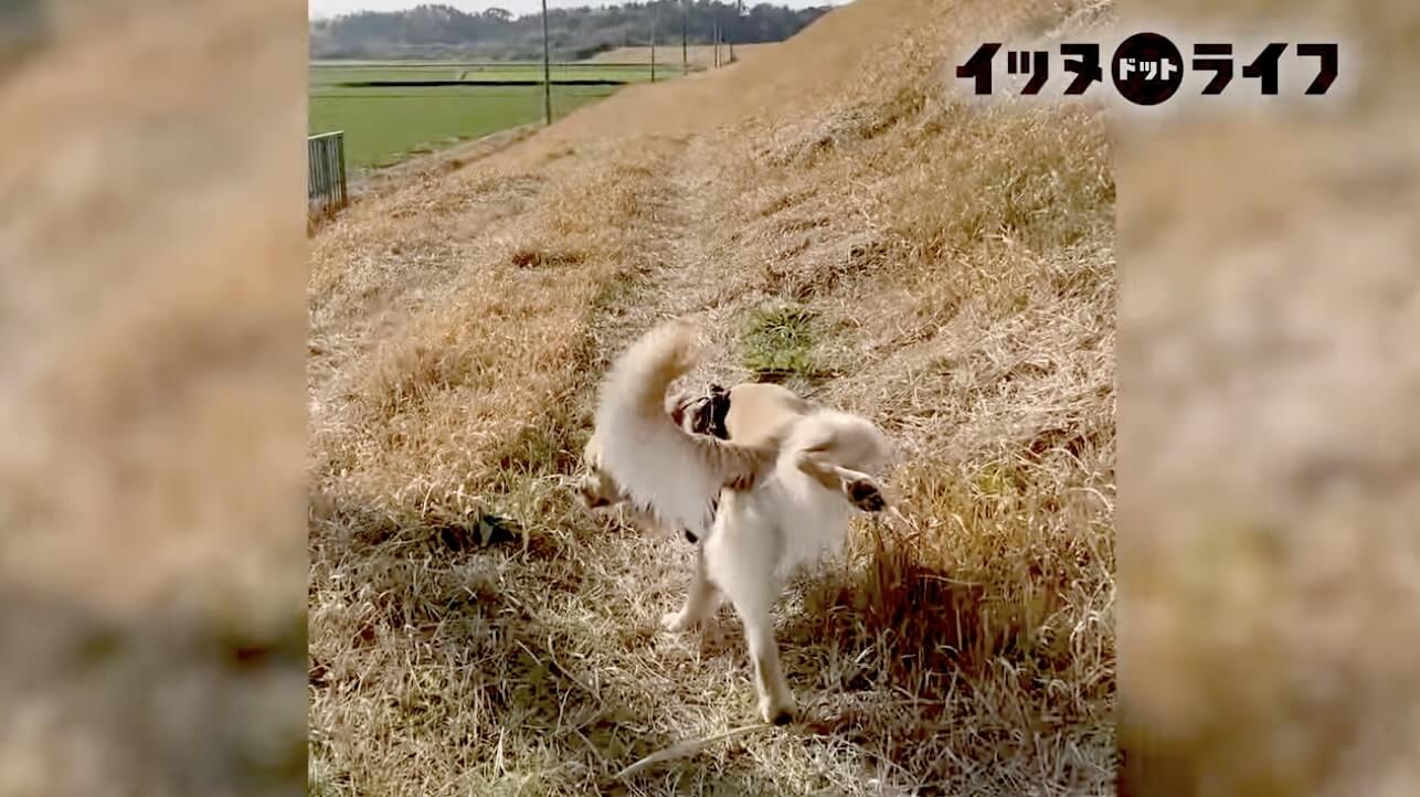 ゴールデン,動画,イッヌドットライフ