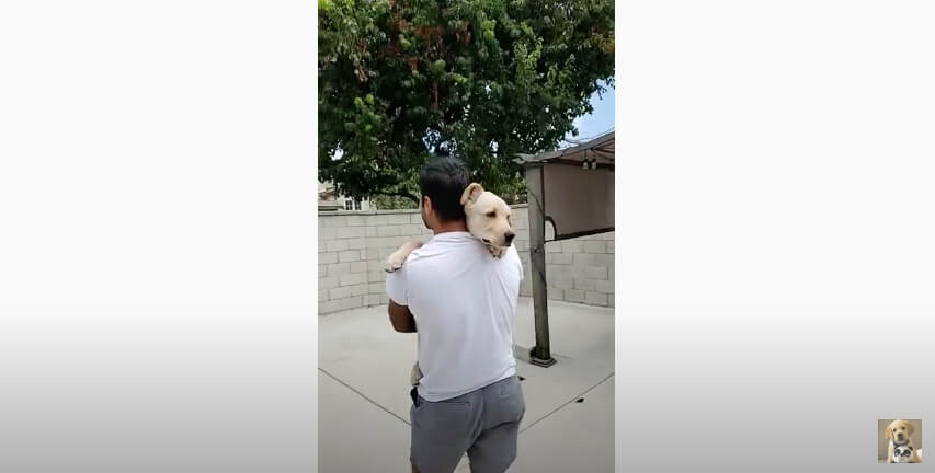 ラブラドールレトリーバー,動画