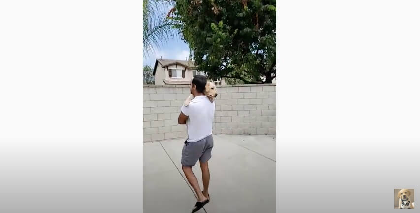 ラブラドールレトリーバー,動画