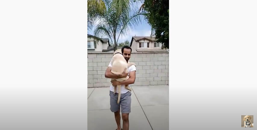 ラブラドールレトリーバー,動画